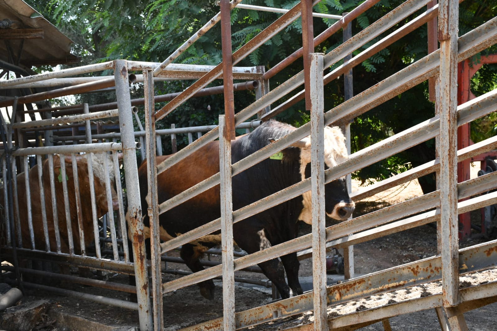 WhatsApp Image 2021-07-19 at 1.01.21 PM.jpeg